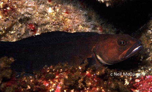 Photo of Bathymaster caeruleofasciatus by <a href="http://www.seastarsofthepacificnorthwest.info/">Neil McDaniel</a>